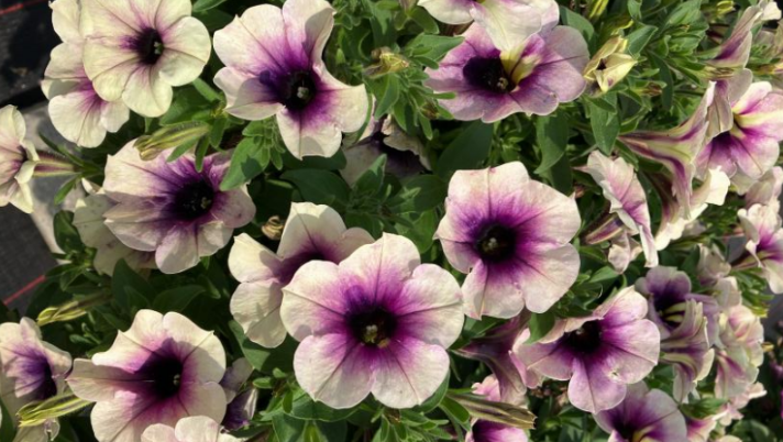 Petunia Tea Rosette Blend
